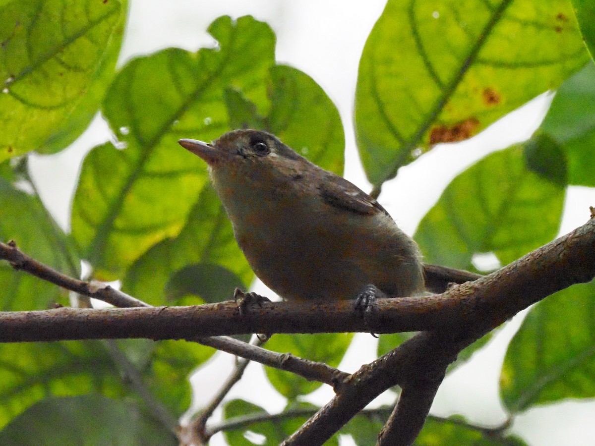 Cuban Vireo - ML614659578