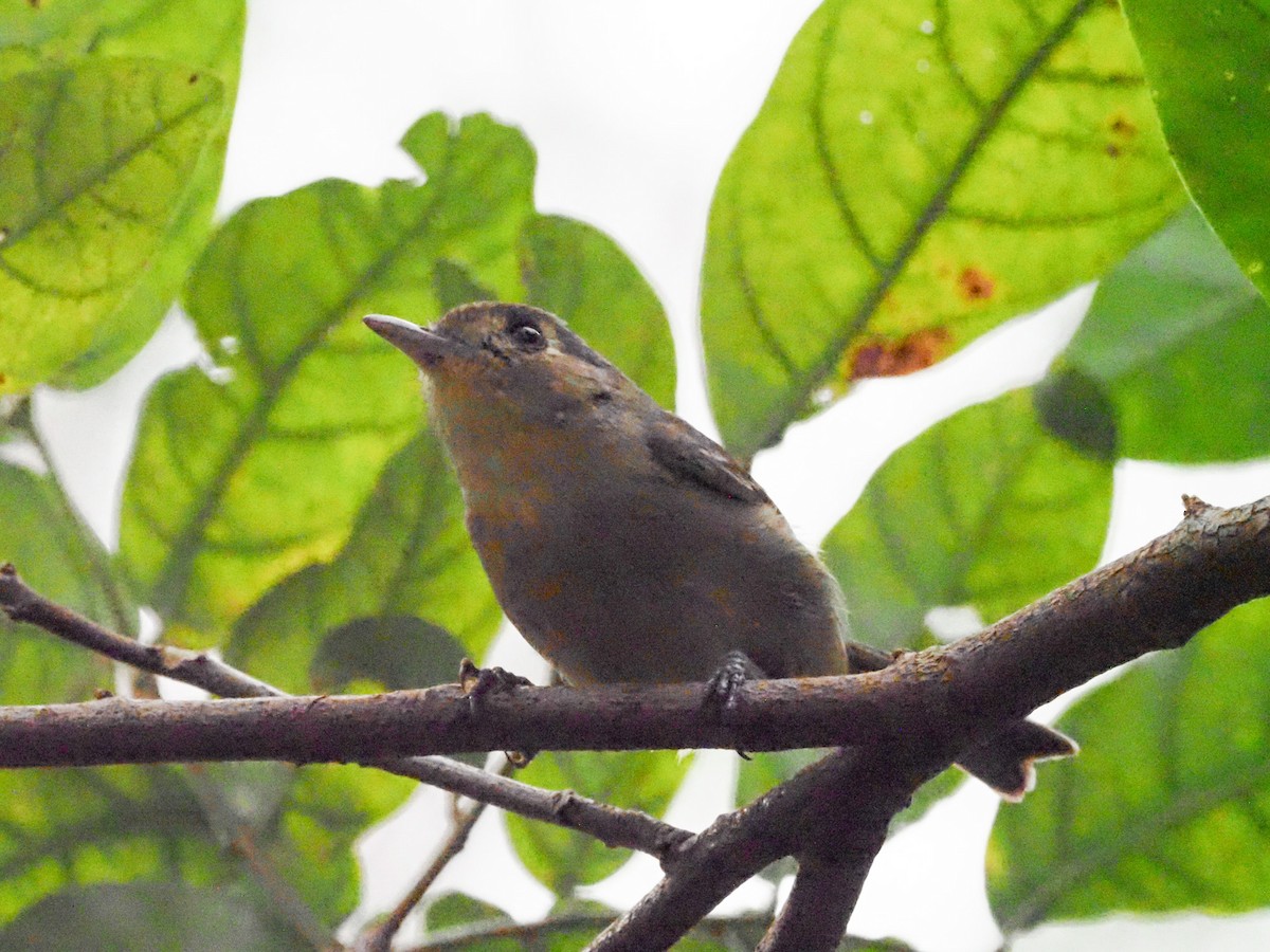 Cuban Vireo - ML614659579