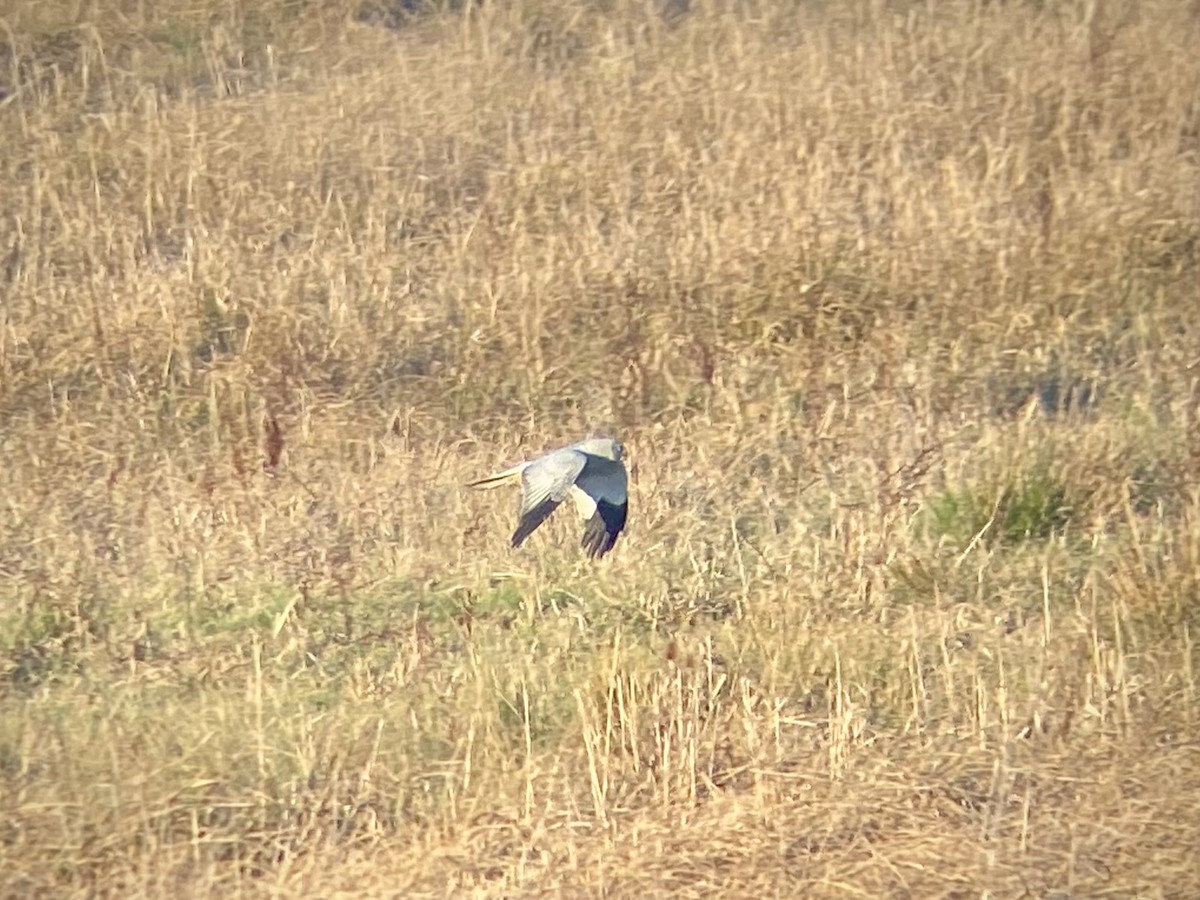 Hen Harrier - ML614659597