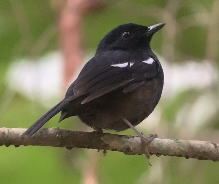 Madagascar Magpie-Robin - Michele Burnat