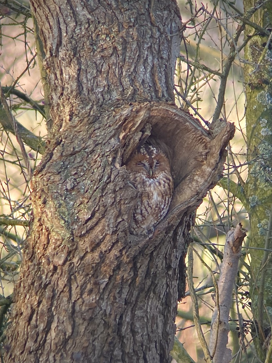 Tawny Owl - Nathan Long