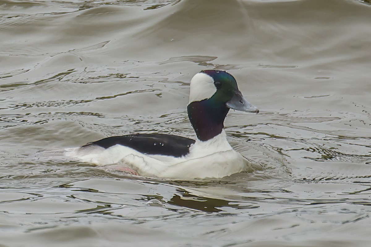 Bufflehead - Pat Draisey