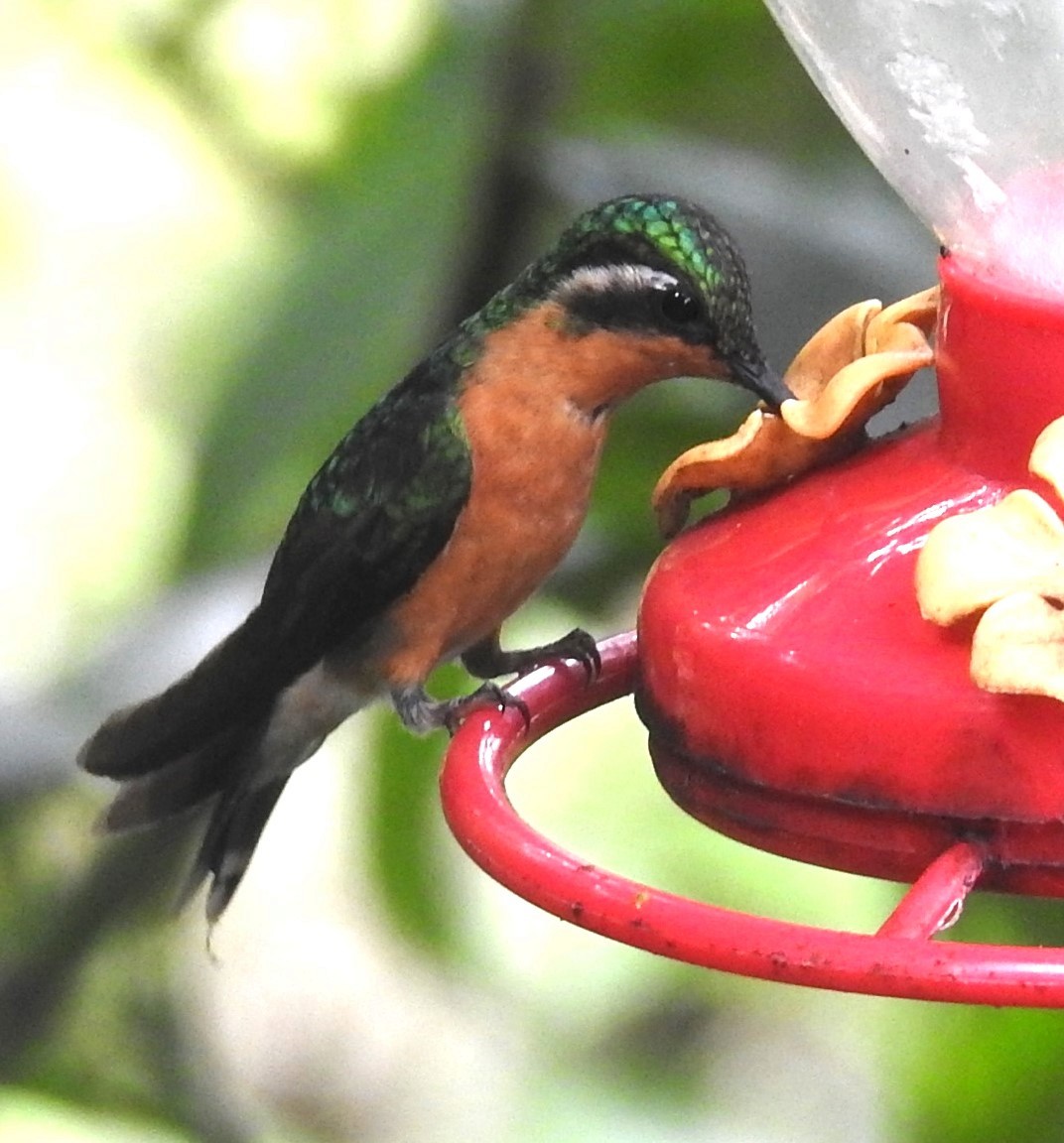 kolibřík fialovohrdlý - ML614659747
