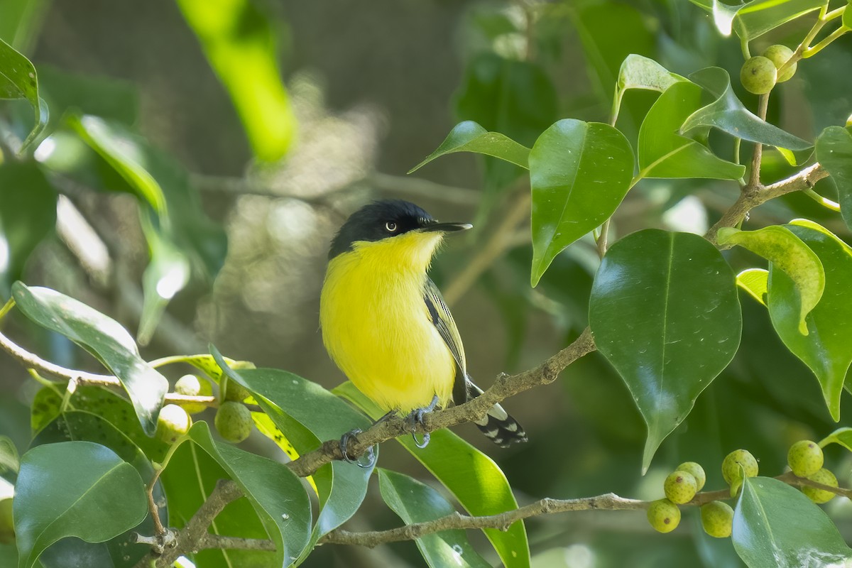 Common Tody-Flycatcher - ML614659778