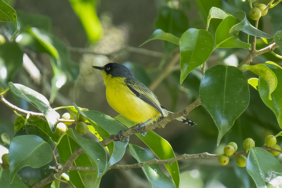 Common Tody-Flycatcher - ML614659779
