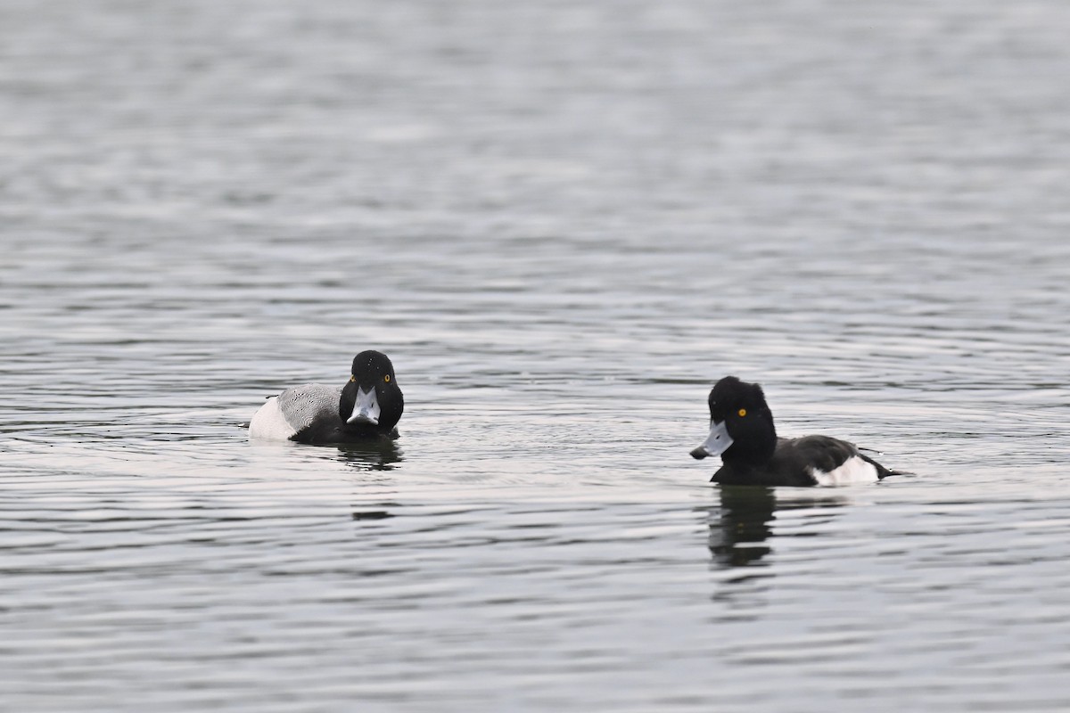 Greater Scaup - Albert Tsai