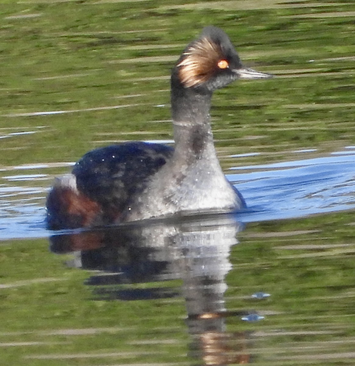 Eared Grebe - ML614659831