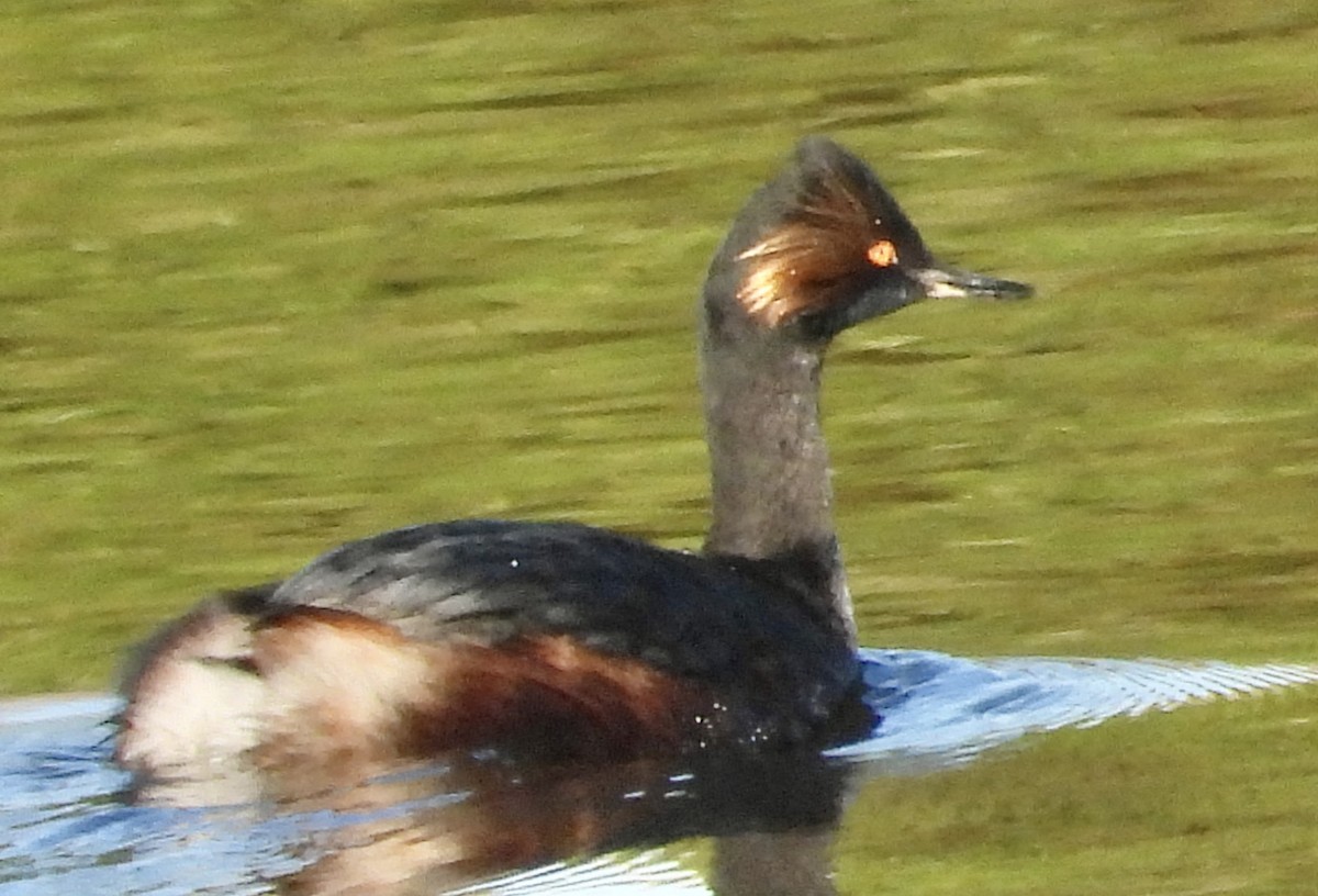 Eared Grebe - ML614659833