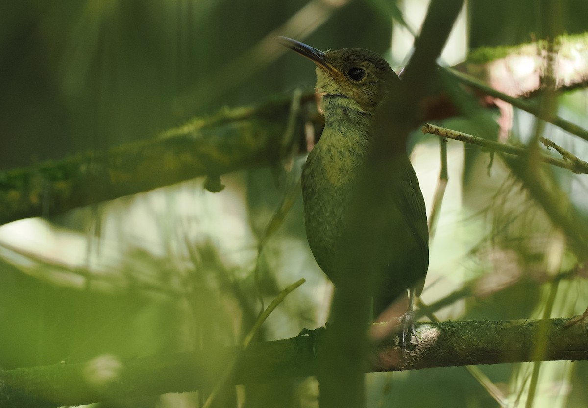 Nava's Wren - ML614659854