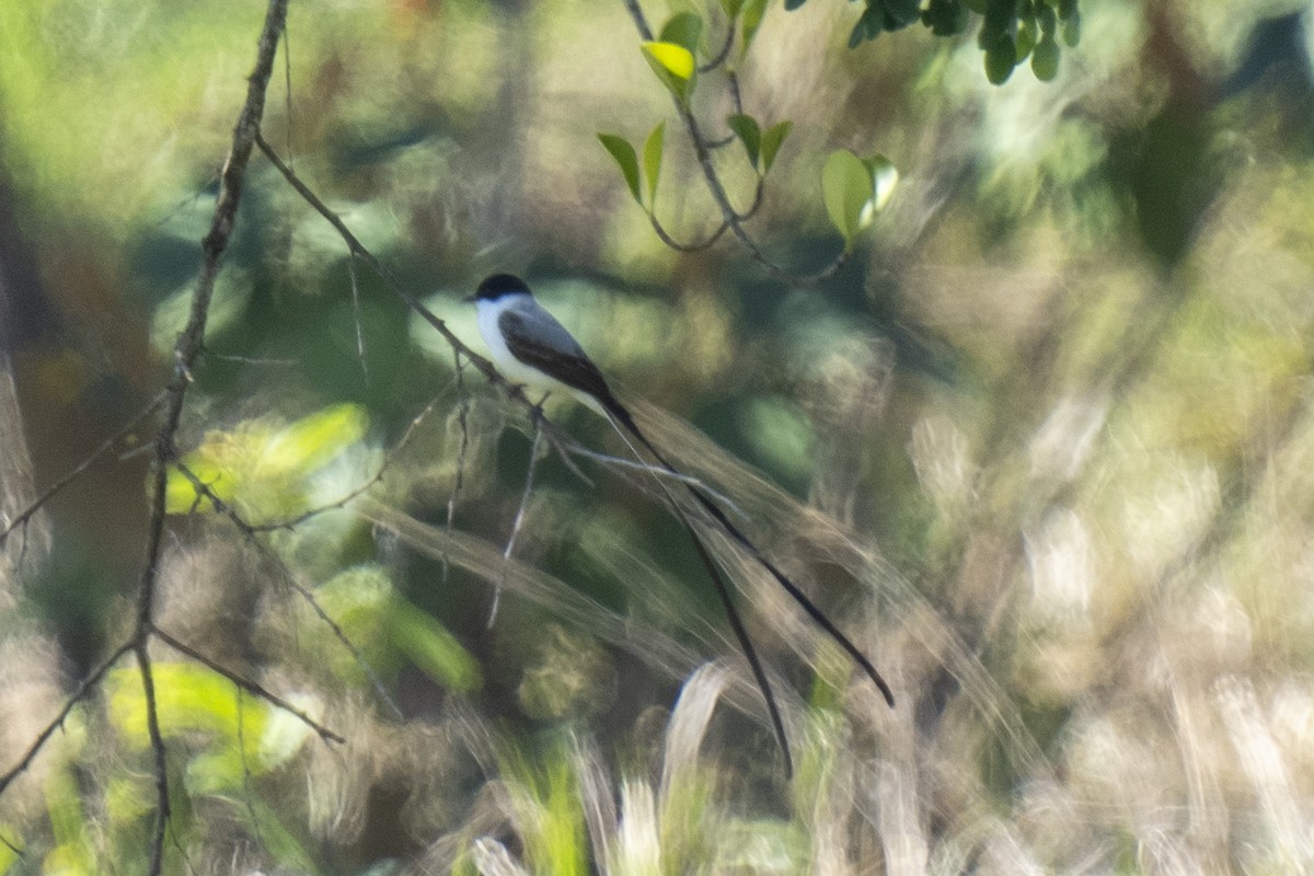 Fork-tailed Flycatcher - ML614659896