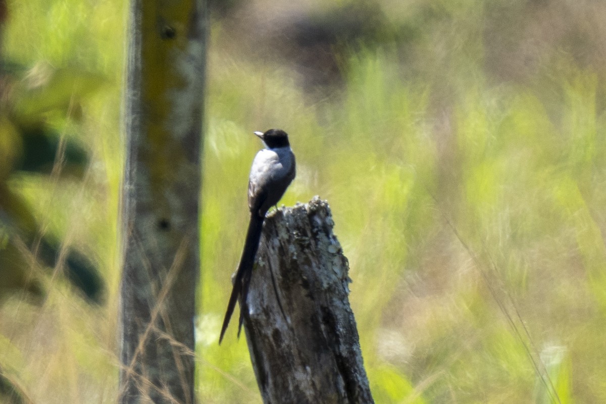 Fork-tailed Flycatcher - ML614659897