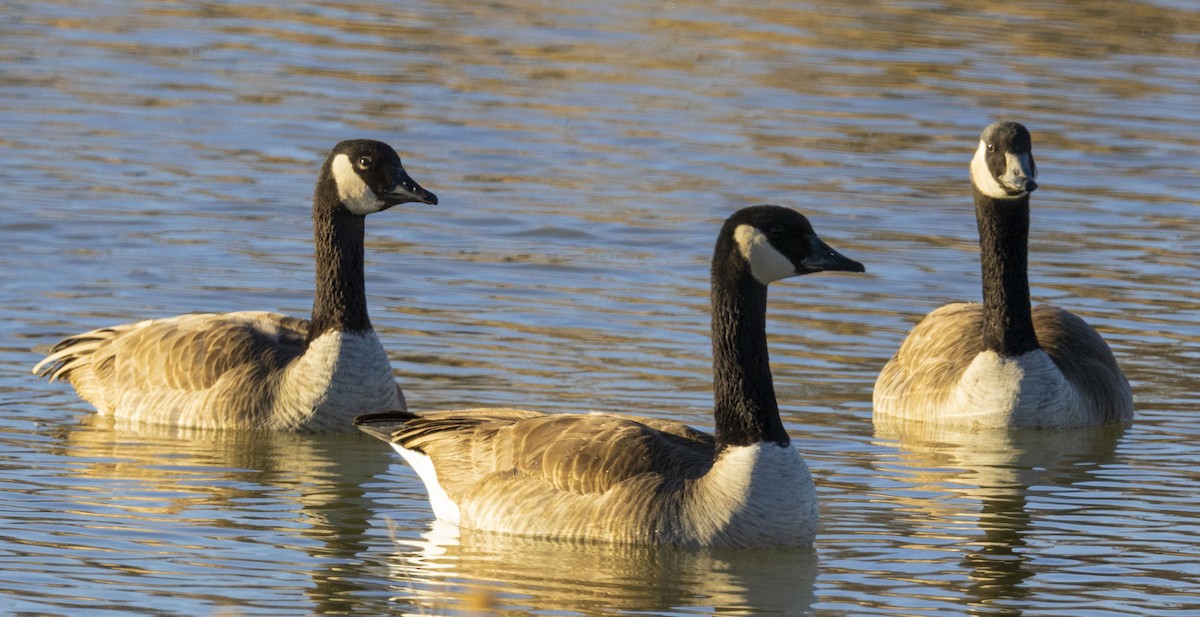 Canada Goose - ML614659923