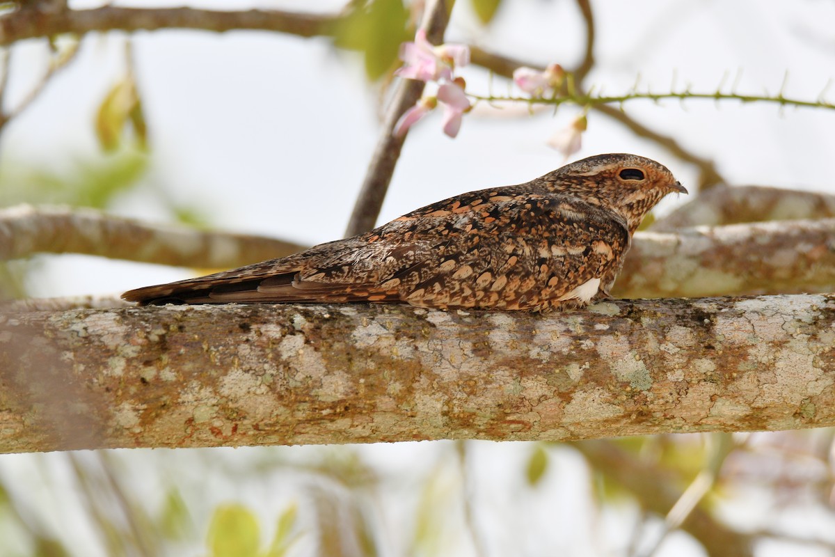 Lesser Nighthawk - Cornelio Chablé