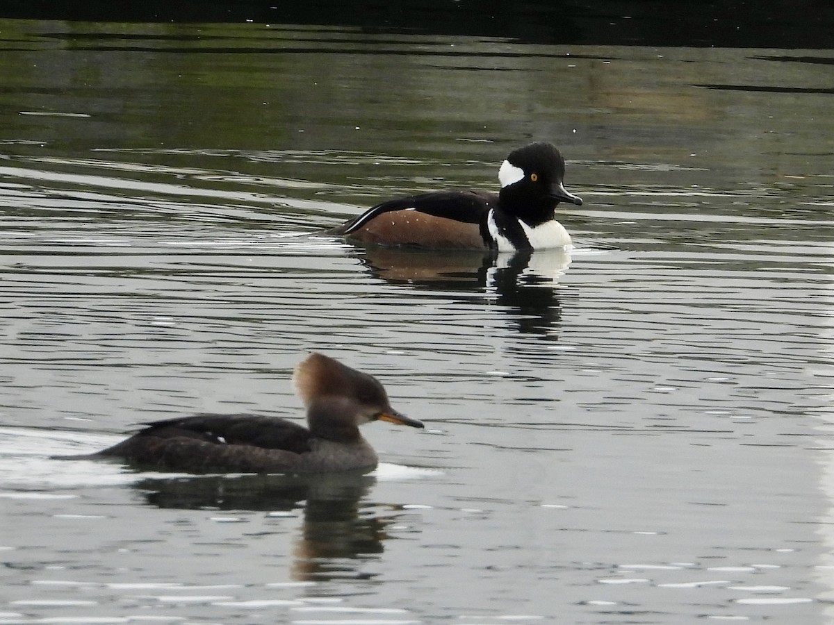 Hooded Merganser - ML614659992