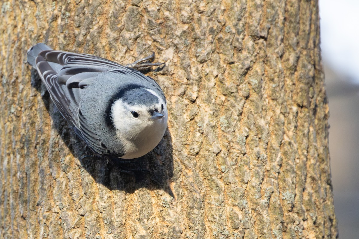 White-breasted Nuthatch - R Brodell