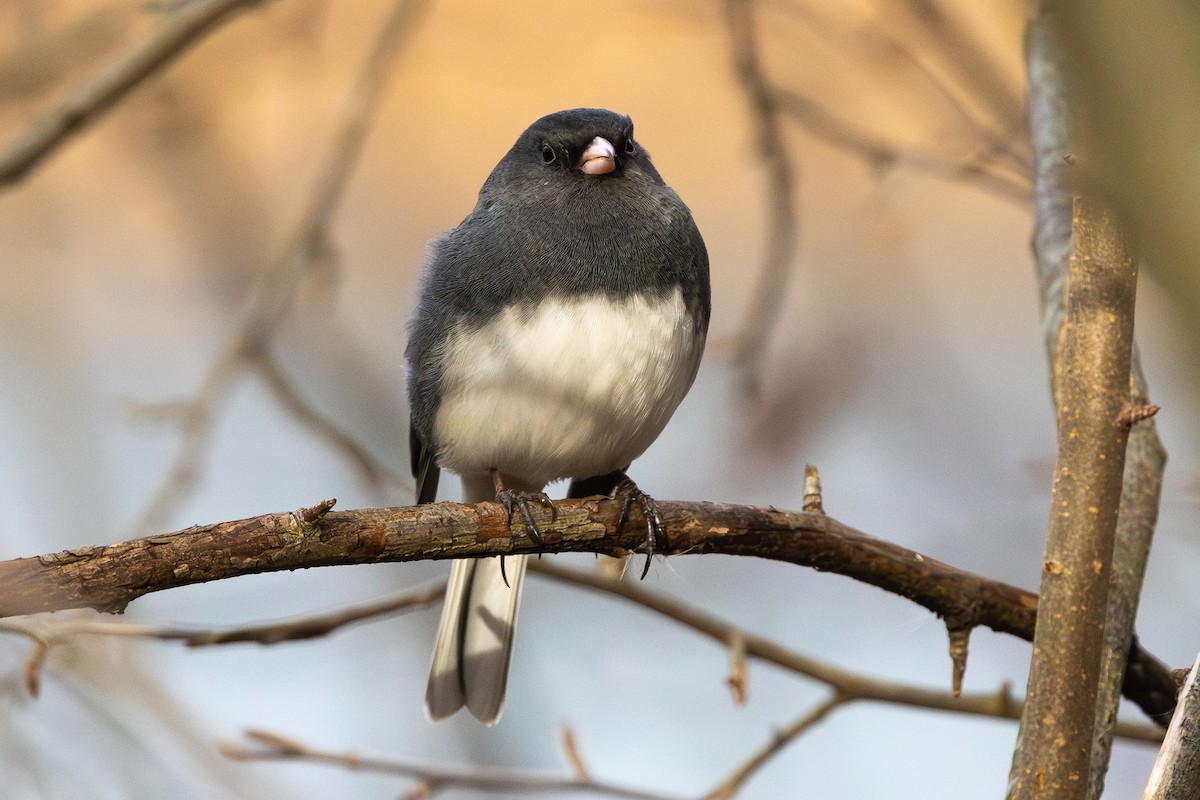 Dark-eyed Junco - R Brodell