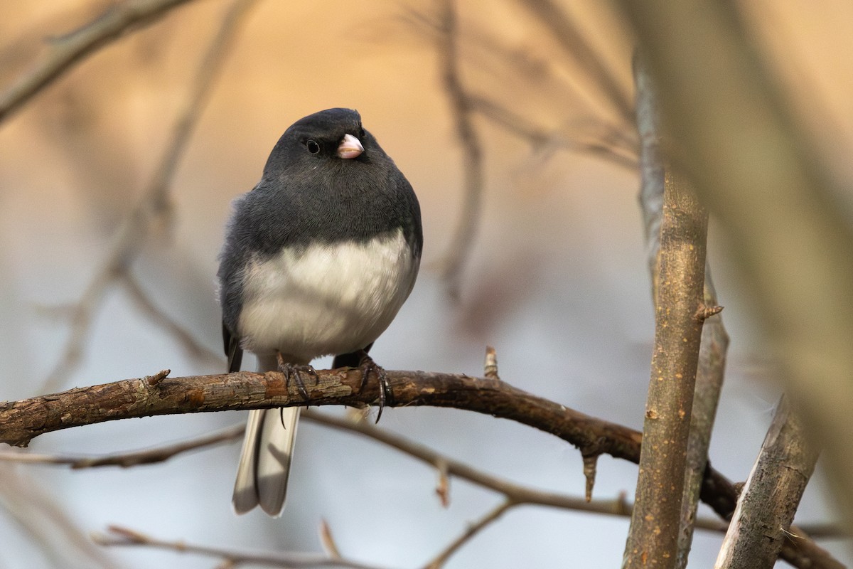 Dark-eyed Junco - R Brodell