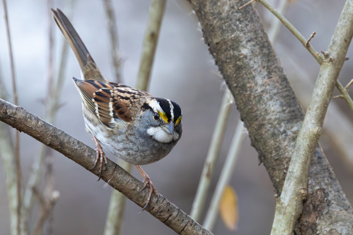 White-throated Sparrow - R Brodell