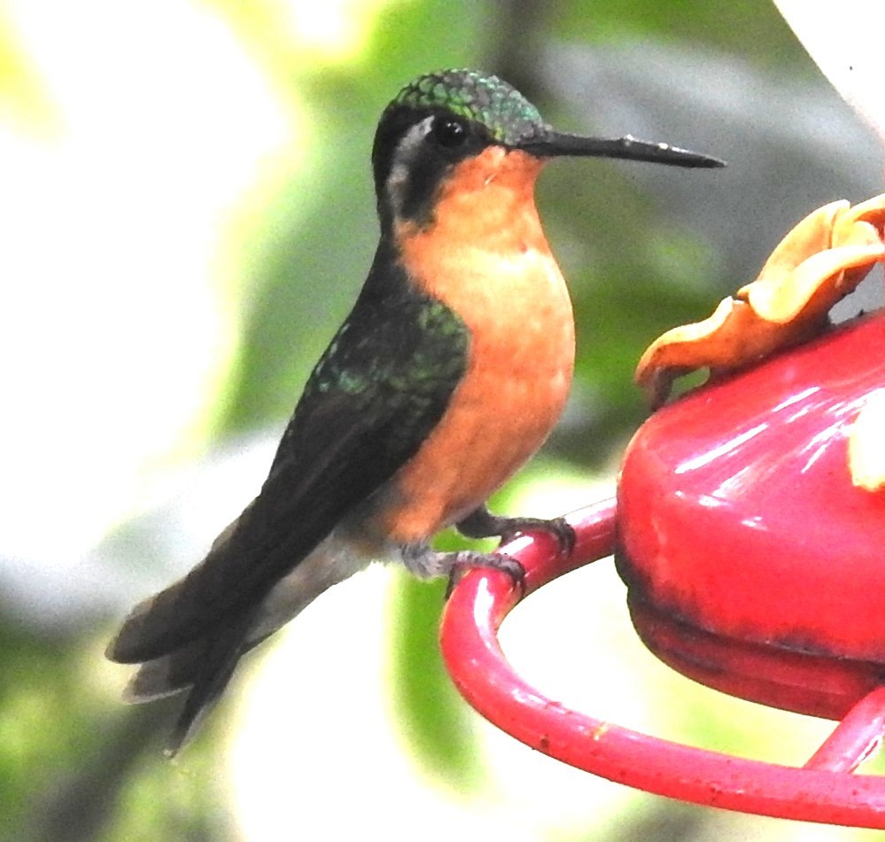 kolibřík fialovohrdlý - ML614660091