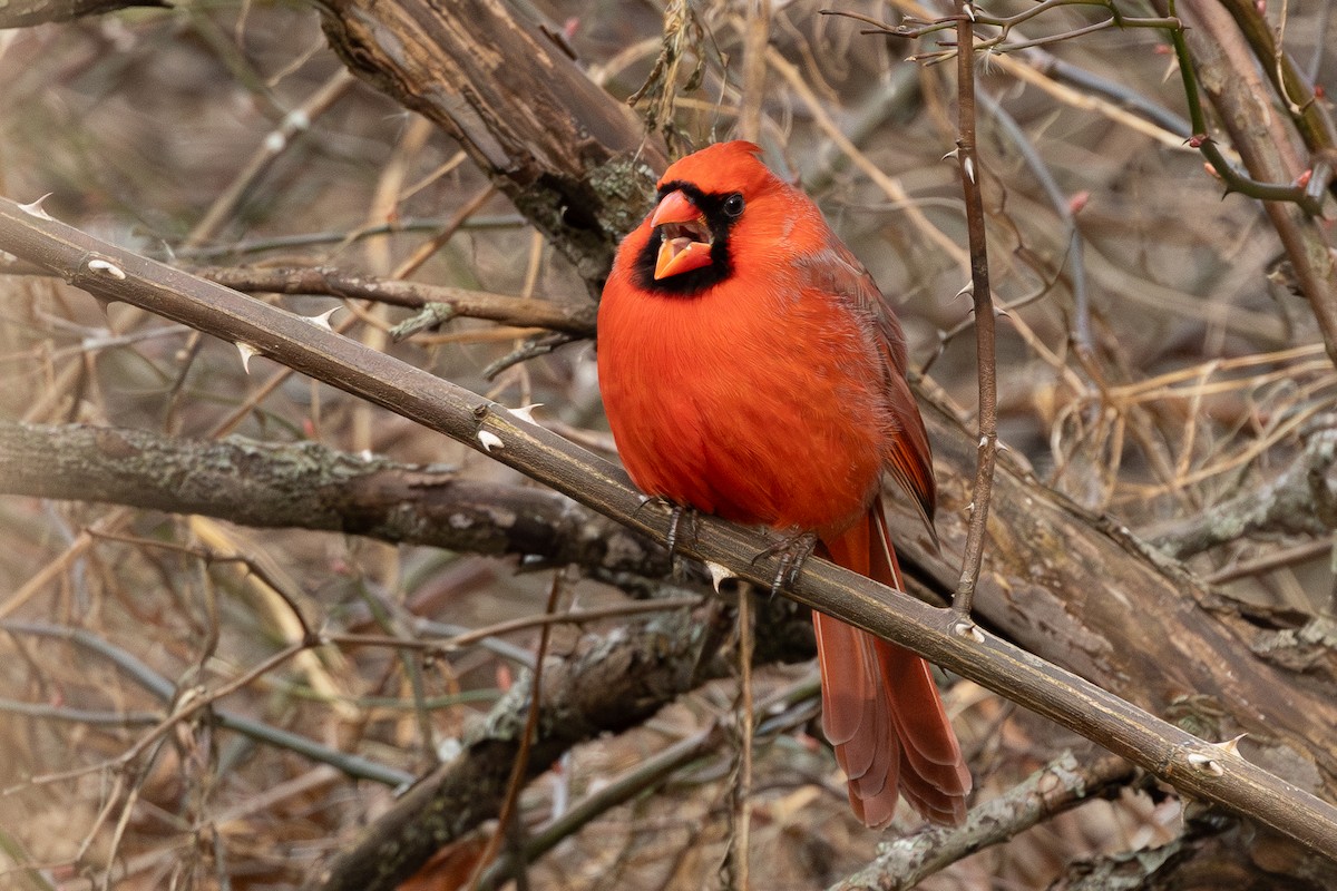 Northern Cardinal - R Brodell