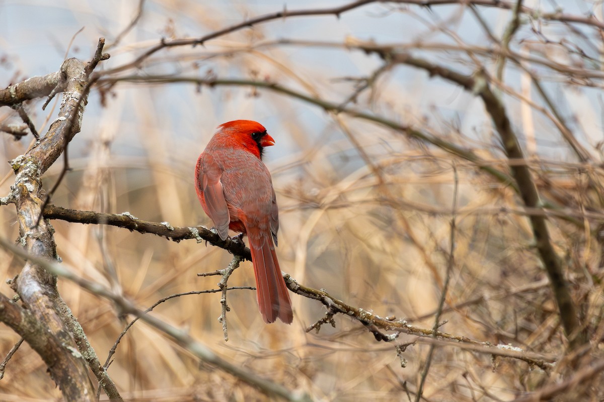 Northern Cardinal - R Brodell