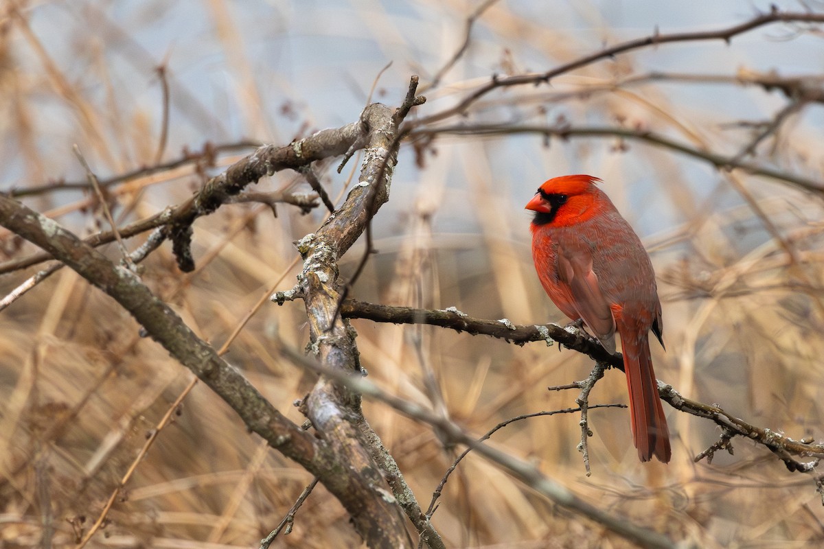 Northern Cardinal - R Brodell