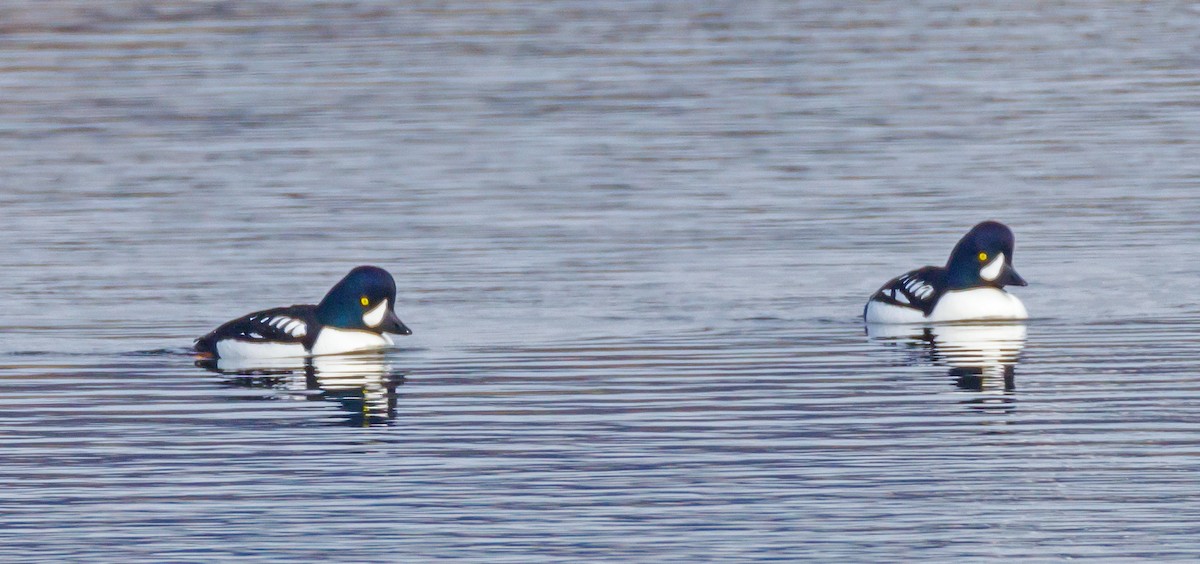 Barrow's Goldeneye - John Alexander