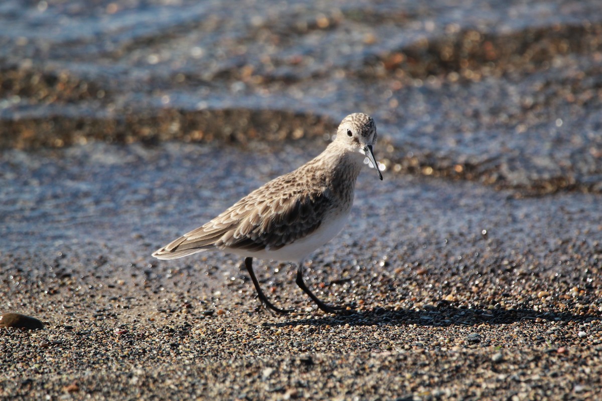 Baird's Sandpiper - ML614660129