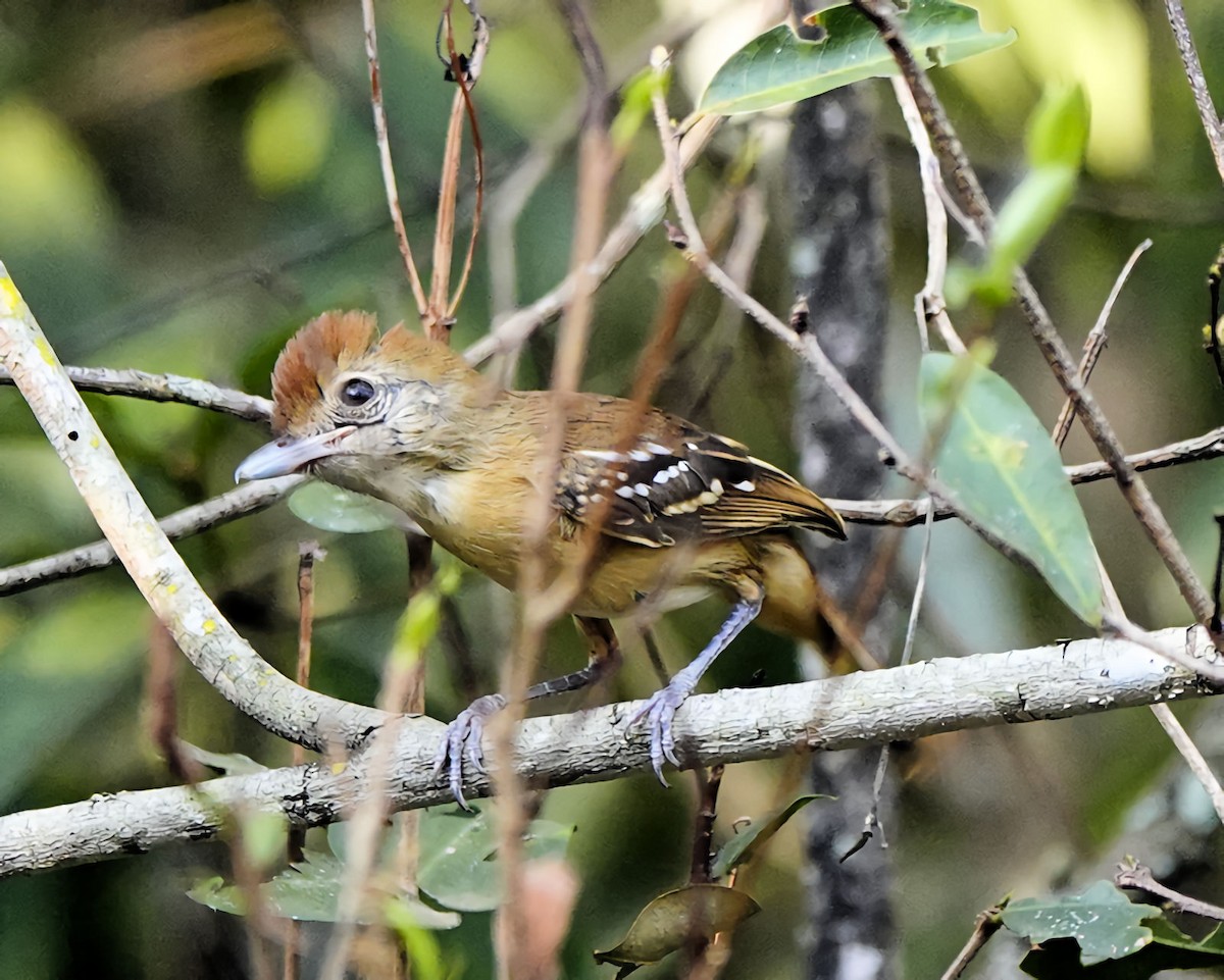 Planalto Slaty-Antshrike - Marie Ostrander