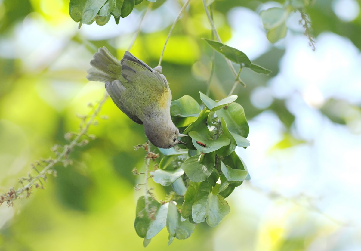 Graukappenvireo (decurtata/darienensis) - ML614660186