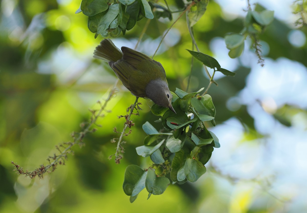 Graukappenvireo (decurtata/darienensis) - ML614660187