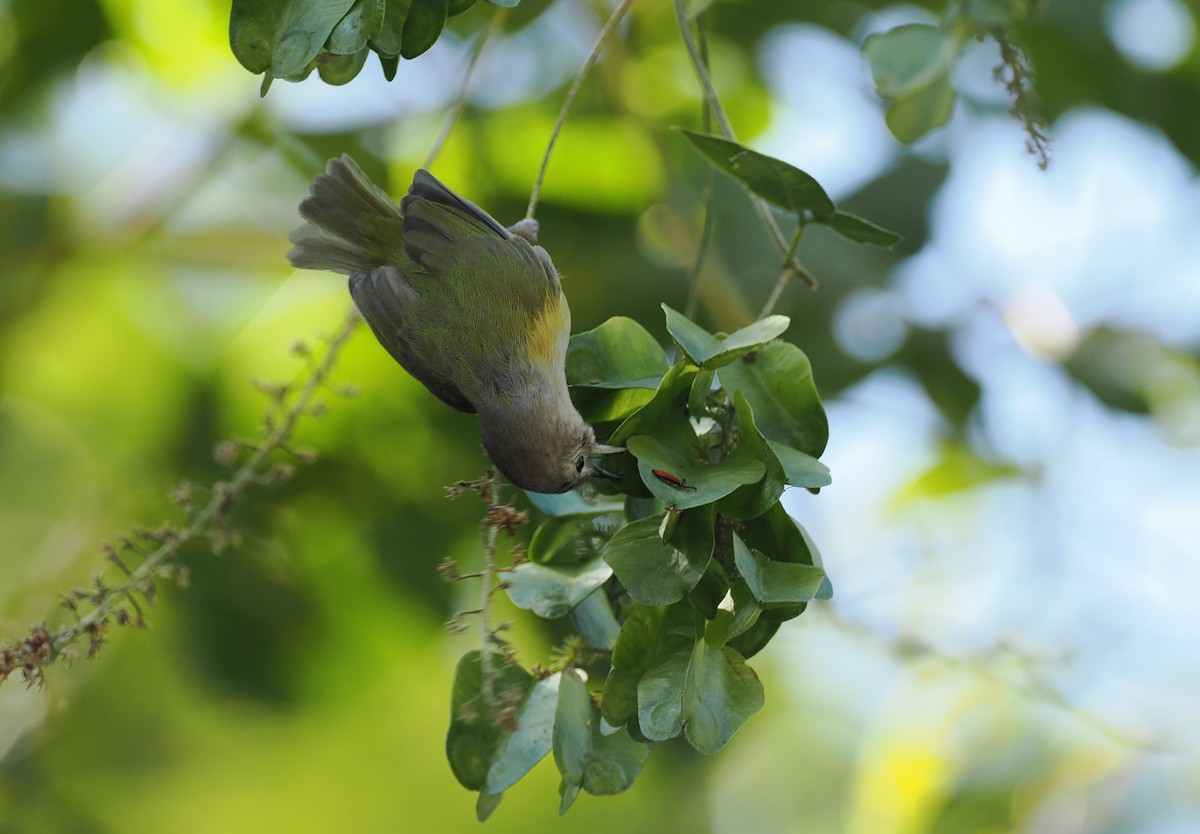 Lesser Greenlet (Northern) - Scott (瑞興) LIN(林)