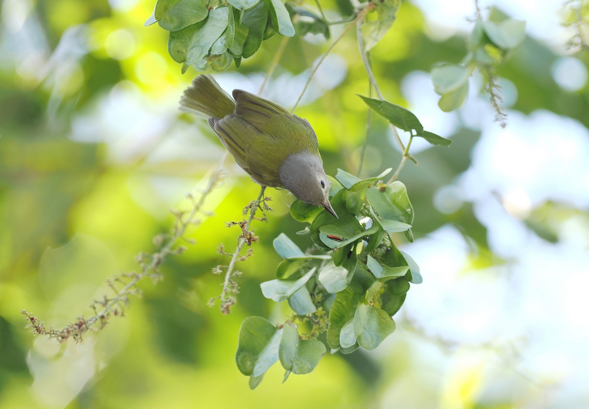 Lesser Greenlet (Northern) - Scott (瑞興) LIN(林)