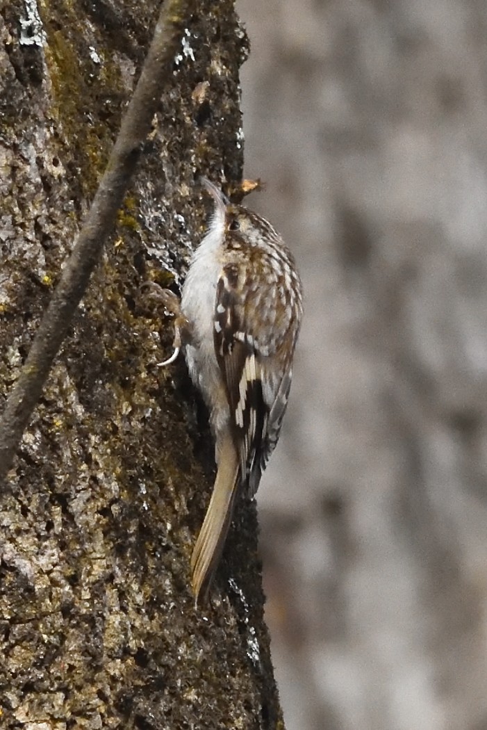 Brown Creeper - ML614660211