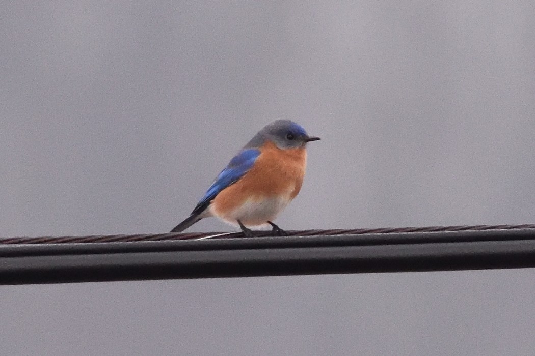 Eastern Bluebird - ML614660216