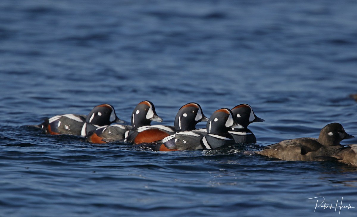 Harlequin Duck - ML614660220