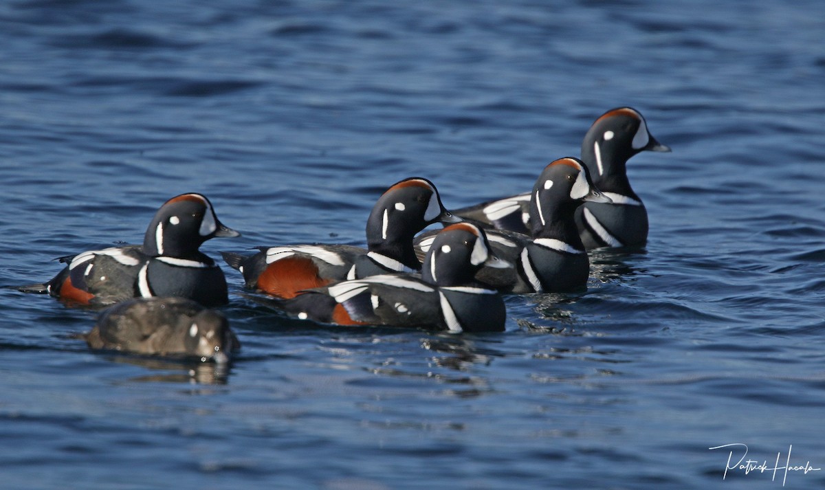 Harlequin Duck - ML614660221