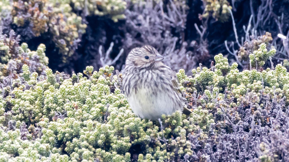 Correndera Pipit - Yehiel Engel