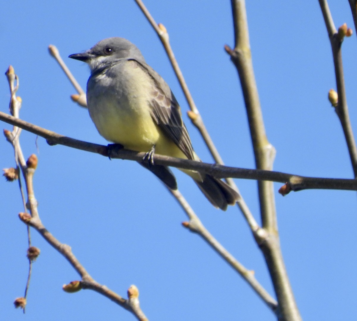 Cassin's Kingbird - ML614660258