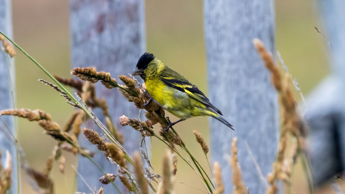 Black-chinned Siskin - ML614660269