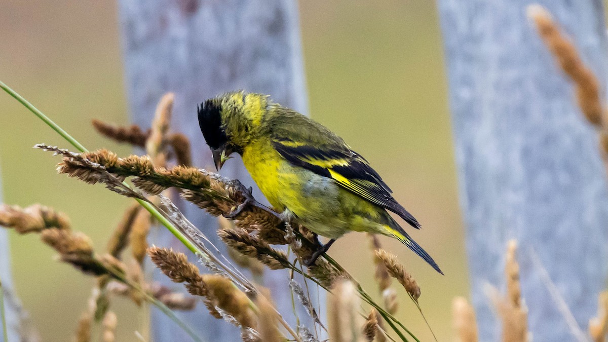 Black-chinned Siskin - ML614660270