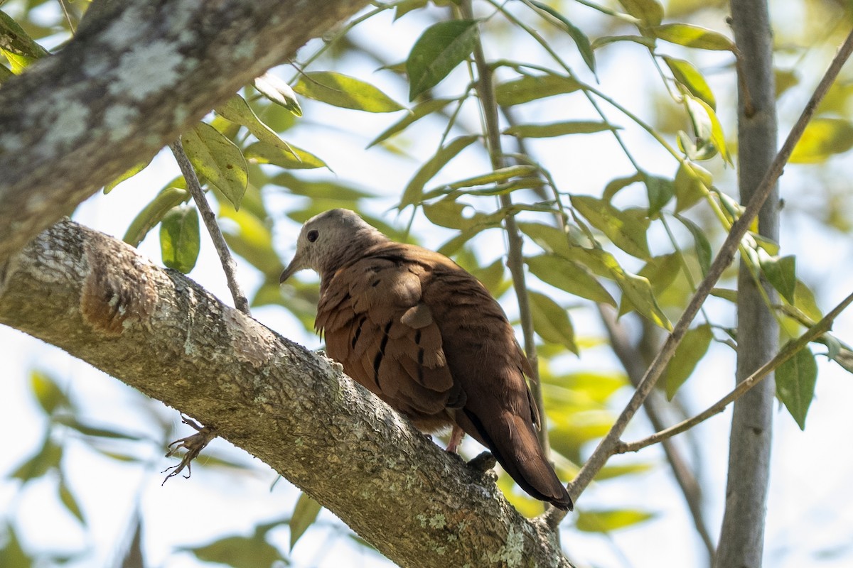 Ruddy Ground Dove - ML614660271