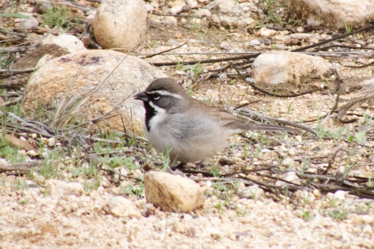 Black-throated Sparrow - ML614660272