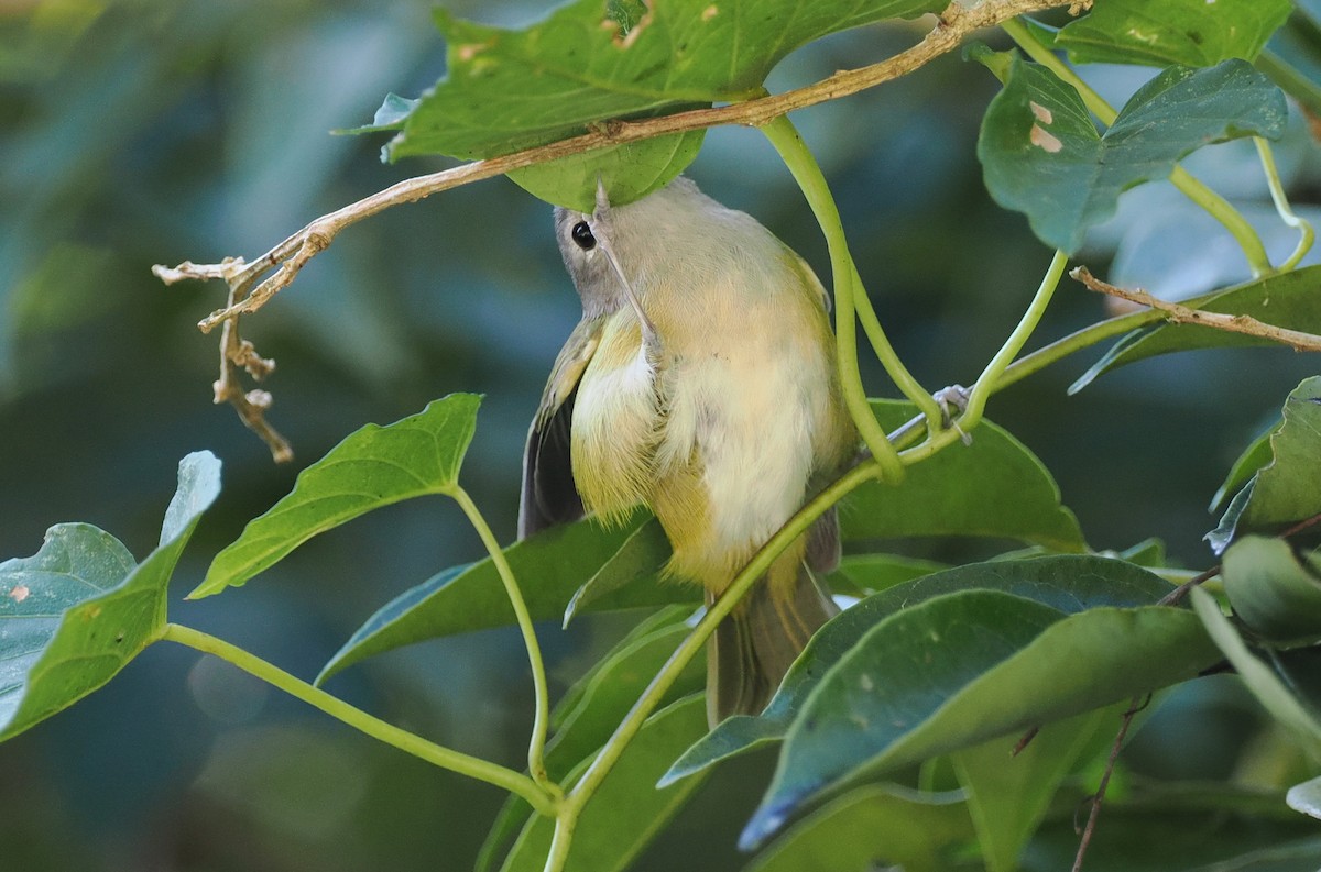 Viréon menu (decurtata/darienensis) - ML614660333