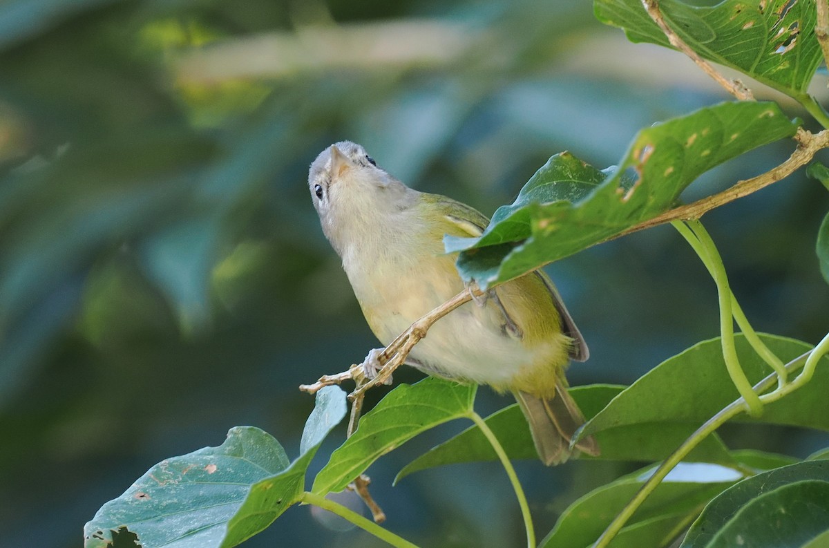 Graukappenvireo (decurtata/darienensis) - ML614660334