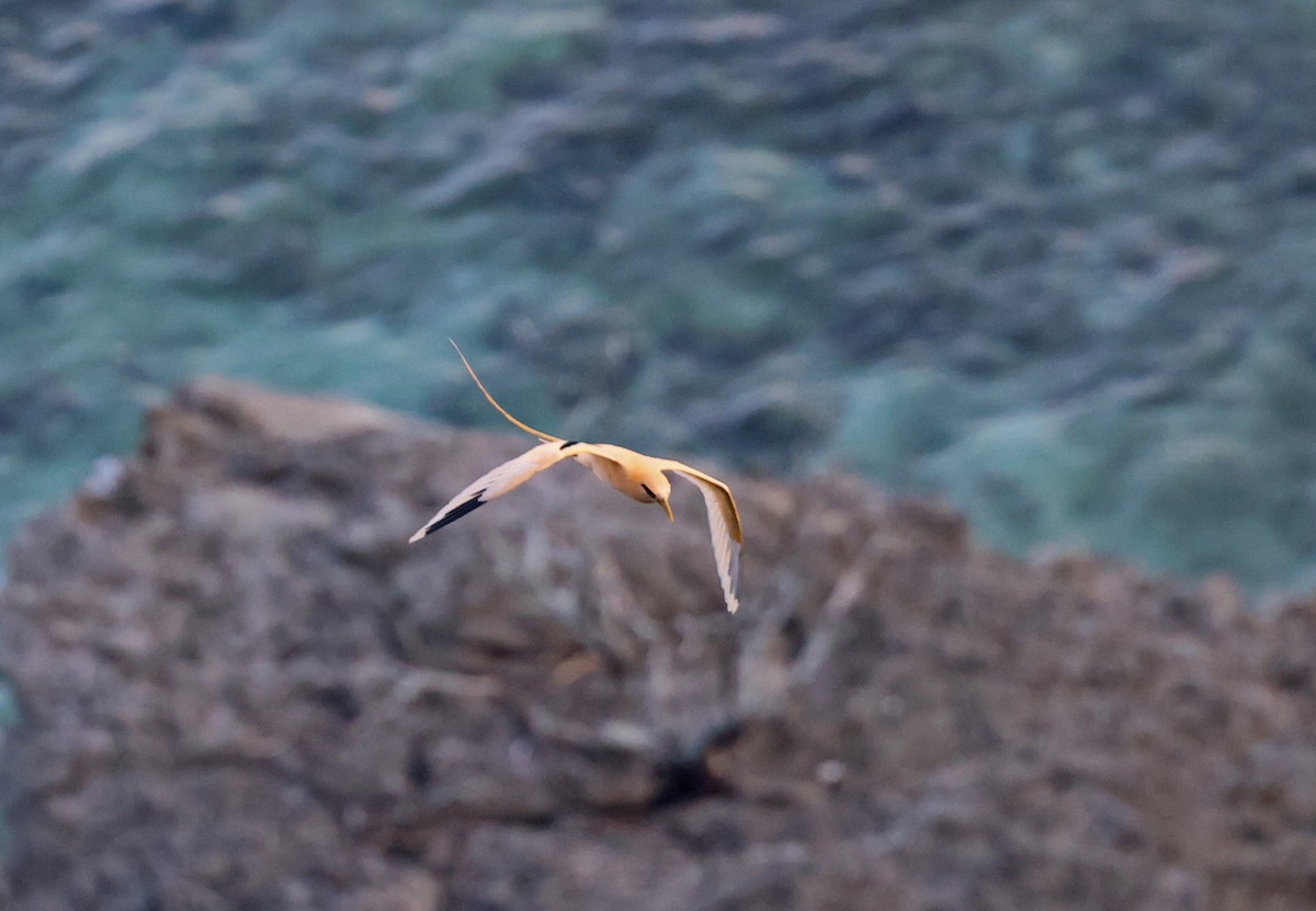 White-tailed Tropicbird (Golden) - ML614660352