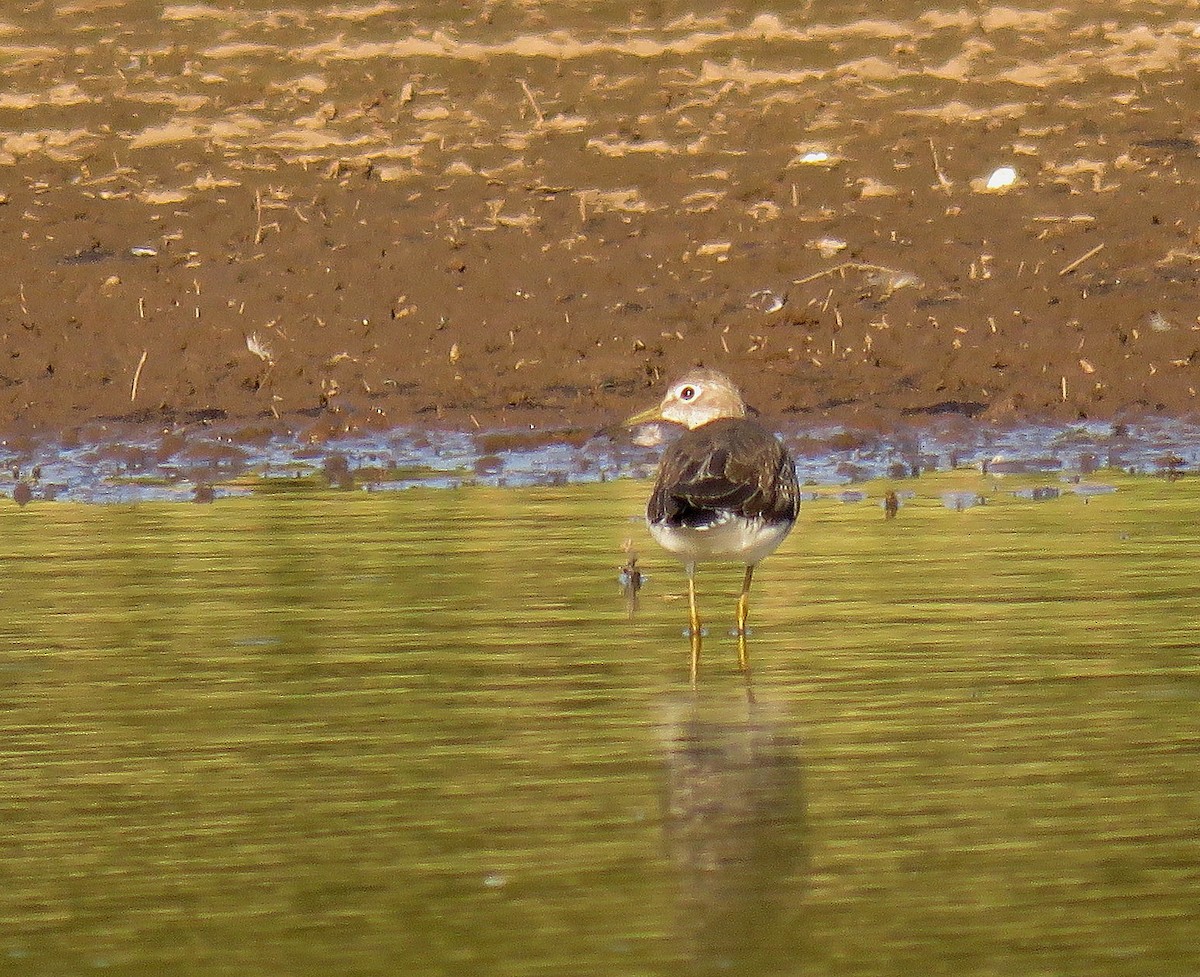 Solitary Sandpiper - ML614660354