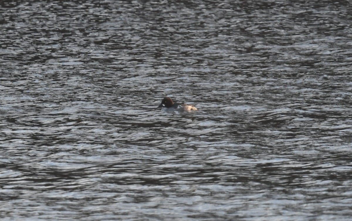 Common Goldeneye - ML614660408