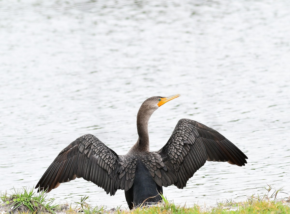 Double-crested Cormorant - ML614660413