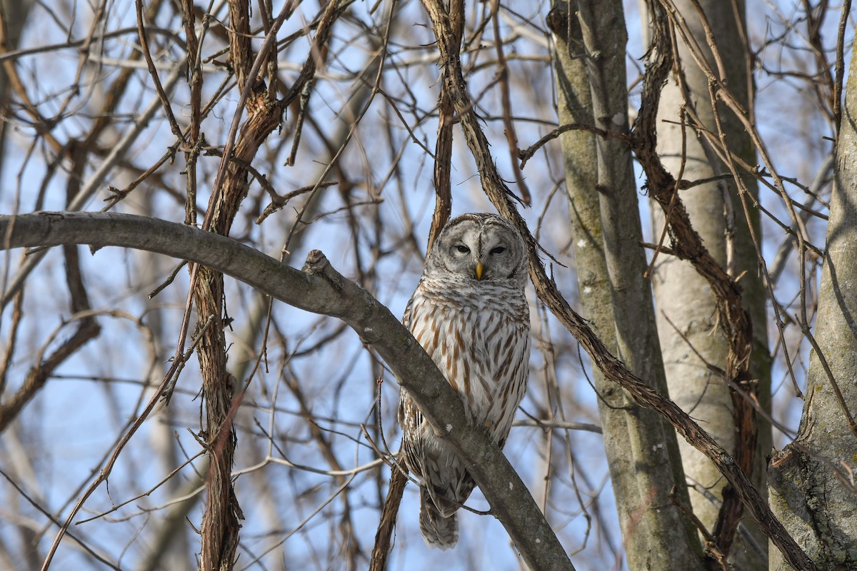 Barred Owl - yves dupont